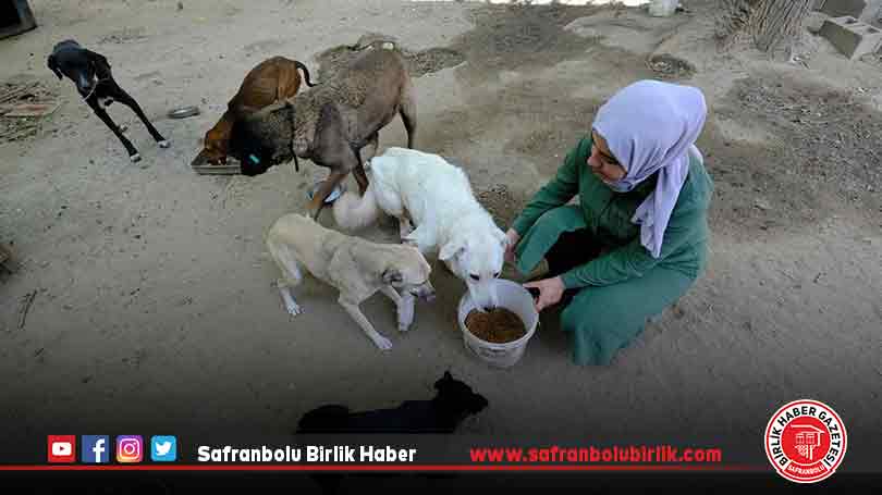 Üniversite öğrencisi evinin kapılarını sahipsiz hayvanlara açtı