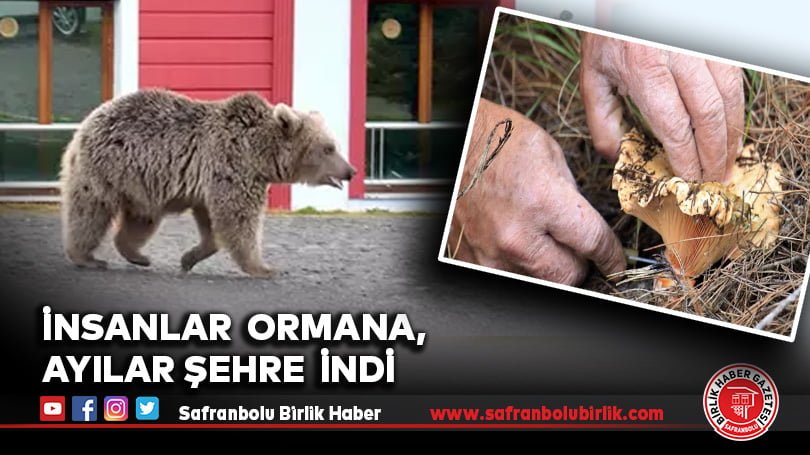 İnsanlar  Ormana,  Ayılar Şehre  İndi