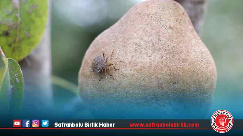 Samsun’da “kahverengi kokarca” ile mücadele ediliyor
