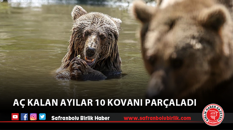 Köye inen ayılar arı kovanlarına zarar verdi