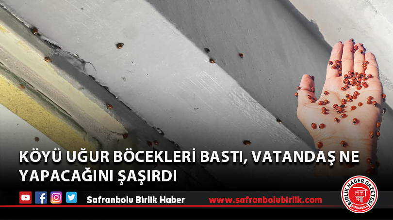 Köyü uğur böcekleri bastı, vatandaş ne yapacağını şaşırdı