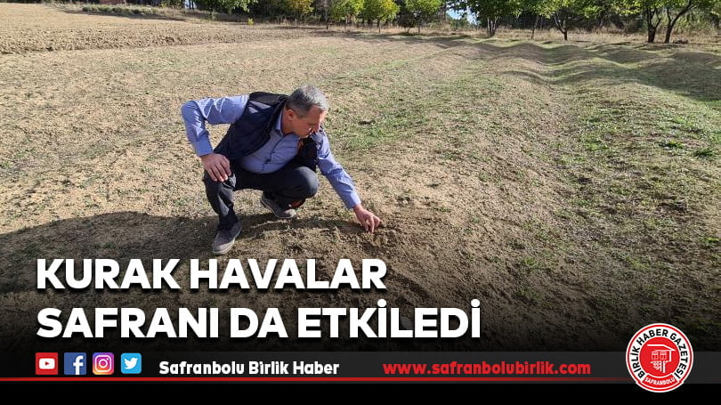 Kurak havalar safranı da etkiledi
