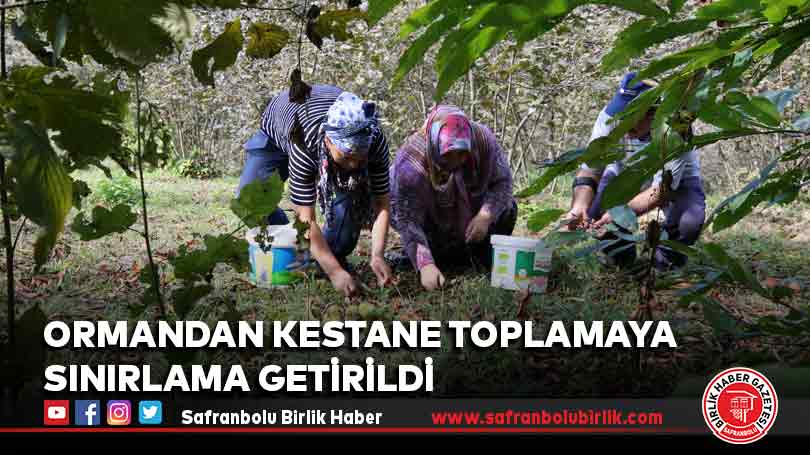 Ormandan kestane toplamaya sınırlama getirildi