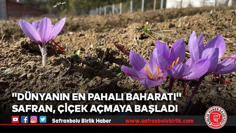 Safran 20 günlük gecikmenin ardından çiçek açmaya başladı