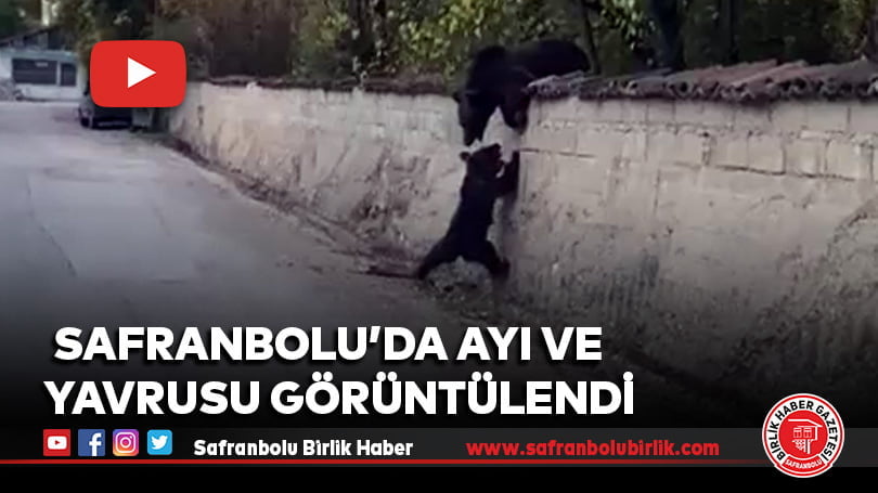 Safranbolu’da ayı ve yavrusu görüntülendi