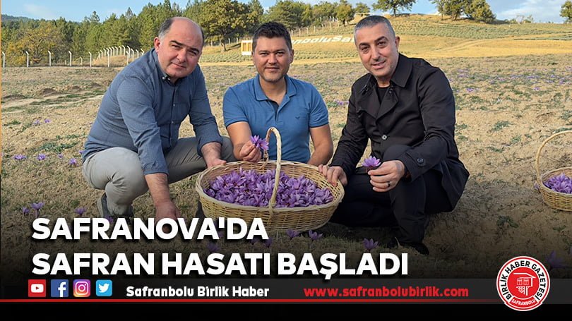 Safranova’da Safran Hasatı başladı