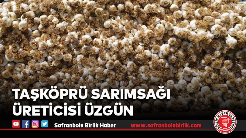 Taşköprü sarımsağı üreticisi üzgün