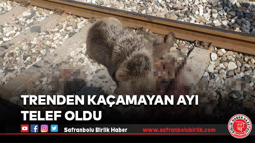 Trenden kaçamayan ayı telef oldu