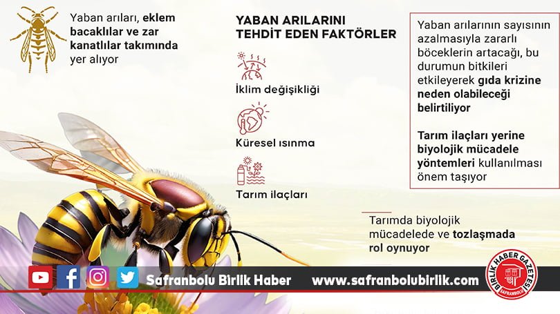 Yaban arılarının azalması üretimi olumsuz etkileyebilir