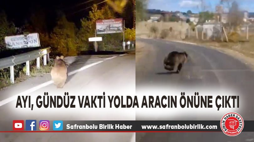 Ayı, gündüz vakti yolda aracın önüne çıktı