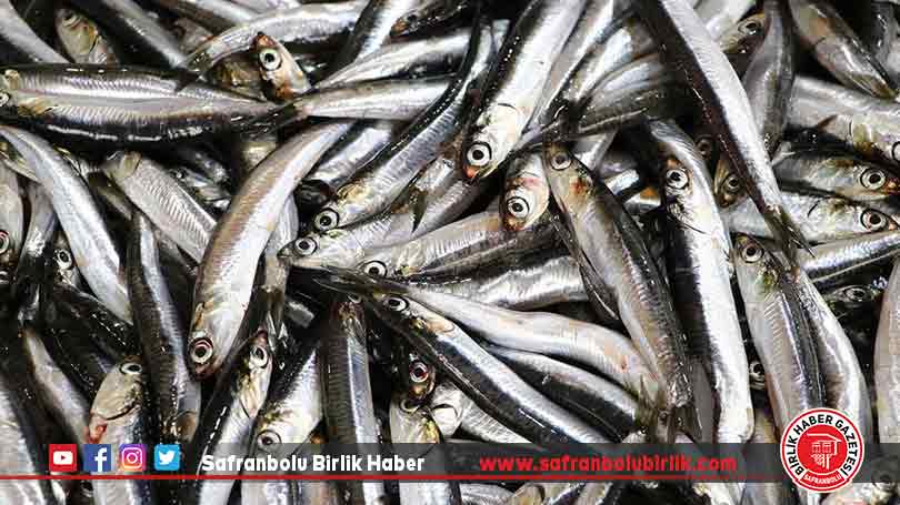 Hamsi bolluğunu duyan balıkçı av için Tekirdağ’a geliyor