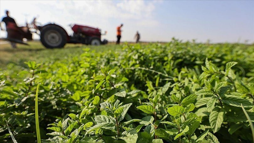 Türkiye’nin nane ihtiyacının yüzde 72’si üretiliyor