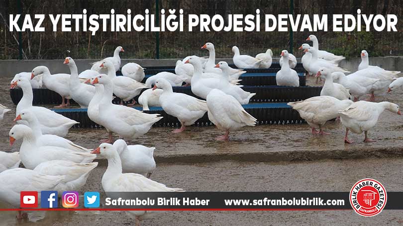 Kaz yetiştiriciliği projesi devam ediyor