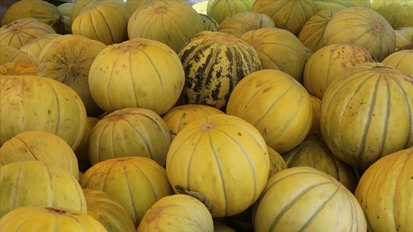 Çankırı’nın tuzlu toprağında yetişen kavunun daha tatlı olduğu belirlendi