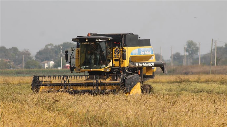 Bafra Ovası’nda çeltikte 100 bin ton rekolte bekleniyor