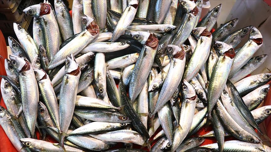 Bebeklerde balık tüketimi önemli