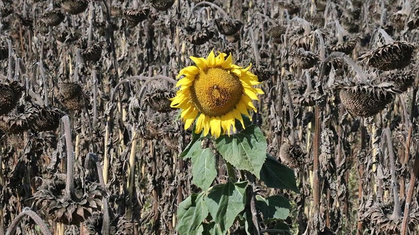 Bolu’da yağlık ayçiçeği hasat ediliyor.