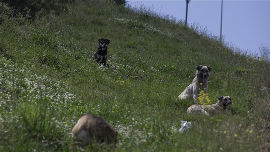 Vatandaşlar TBMM’ye en çok sahipsiz köpeklerden dert yandı