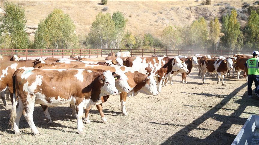 Deprem bölgesinde büyükbaş hayvanın dağıtımına başlandı