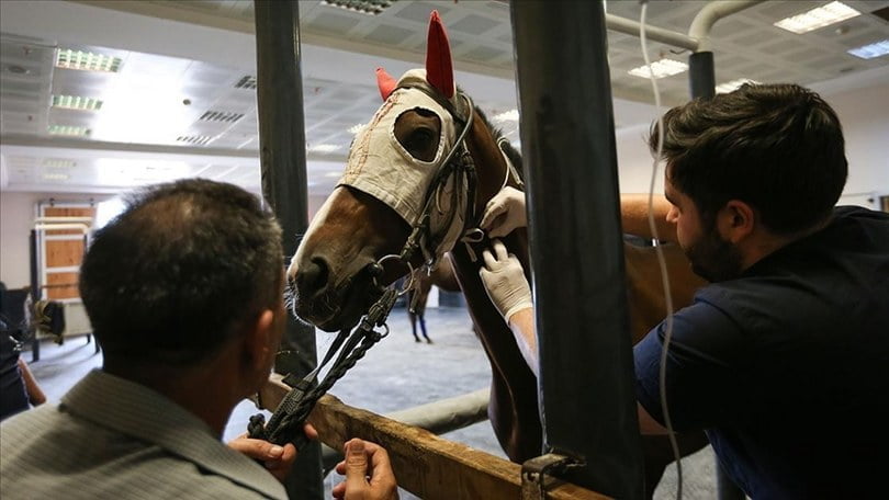 Hipodromu’nda boy gösteren atlar 7/24 açık hastanede tedavi ediliyor