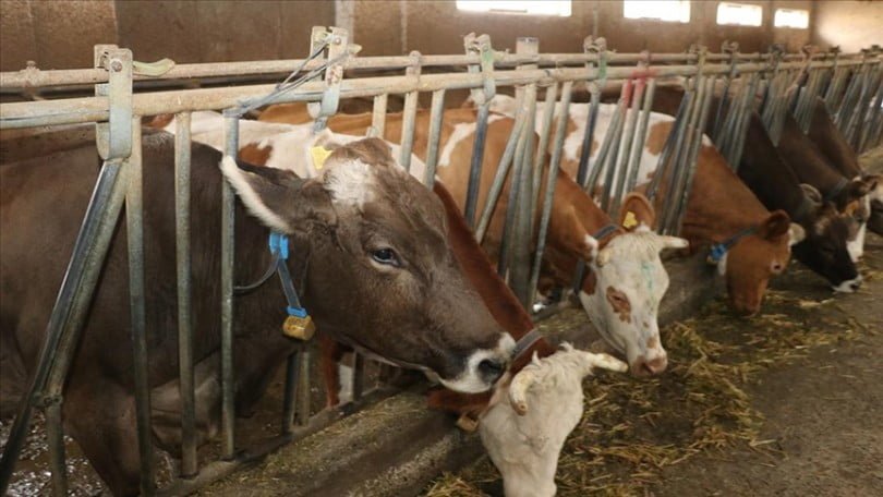 Telefonlarına gelen SMS ile ineğin “kızgınlık” anını öğrenip tohumlamayı zamanında yapıyorlar