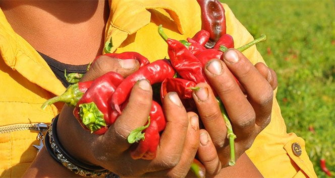 Eldeki biber acısı nasıl geçer? Biber yanığına ne iyi gelir? İşte denenmiş en etkili 25 yöntem…