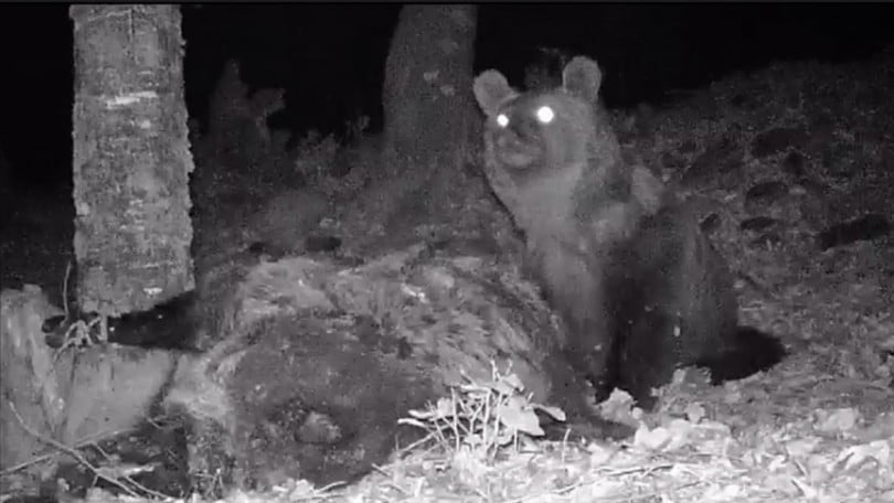 Kaz Dağları’nda yaşayan bozayı fotokapanla görüntülendi