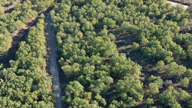 Küresel iklim değişikliği meşe ve kestane ormanlarını olumsuz etkiliyor