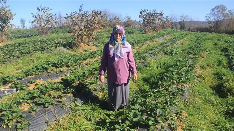 Çiftçi aile aldıkları hibeyle çilek üreterek ürün çeşitliliğini artırdı