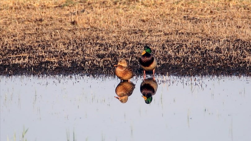 46 kuş türünün mola noktası