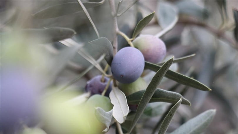 “Yetişmez” denilen zeytin geçim kaynakları oldu