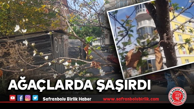 Ağaçlarda şaşırdı