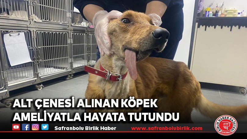 Alt çenesi alınan köpek ameliyatla hayata tutundu