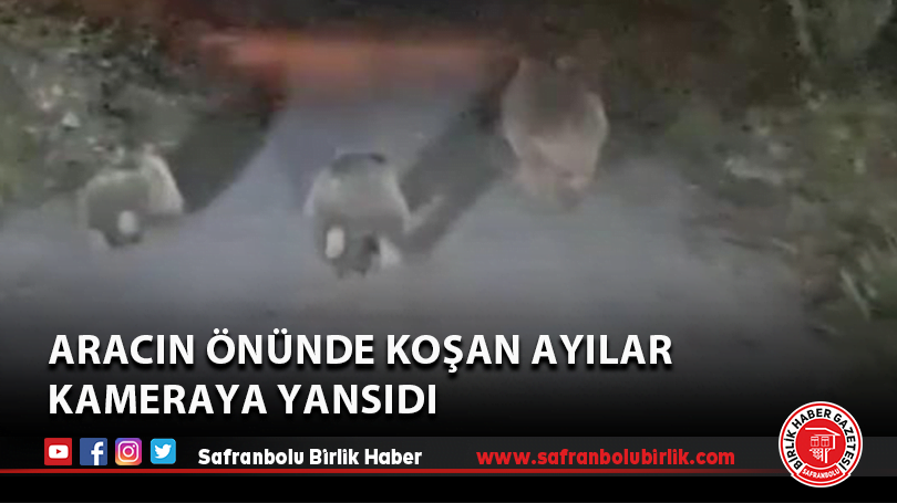 Aracın önünde koşan ayılar kameraya yansıdı