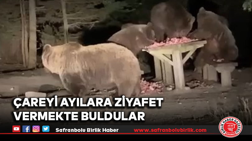 Çareyi ayılara ziyafet vermekte buldular