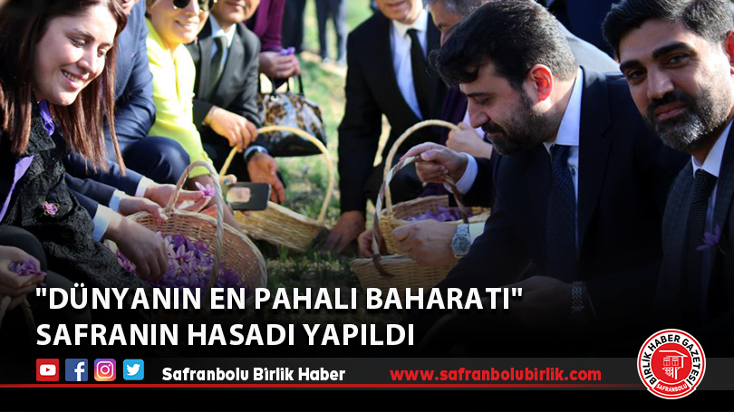 “Dünyanın en pahalı baharatı” safranın hasadı yapıldı