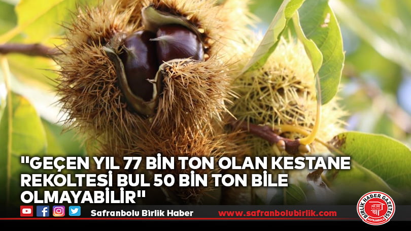 “Geçen yıl 77 bin ton olan kestane rekoltesi bul 50 bin ton bile olmayabilir”