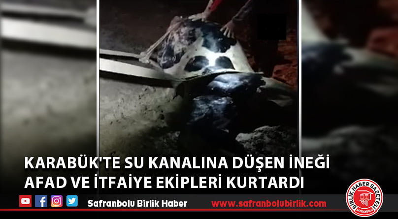 Karabük’te su kanalına düşen ineği AFAD ve itfaiye ekipleri kurtardı