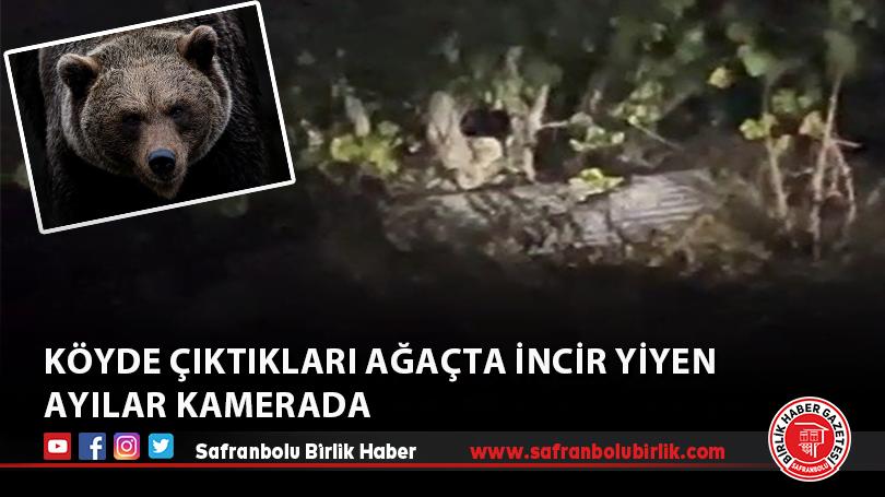 Köyde çıktıkları ağaçta incir yiyen ayılar kamerada