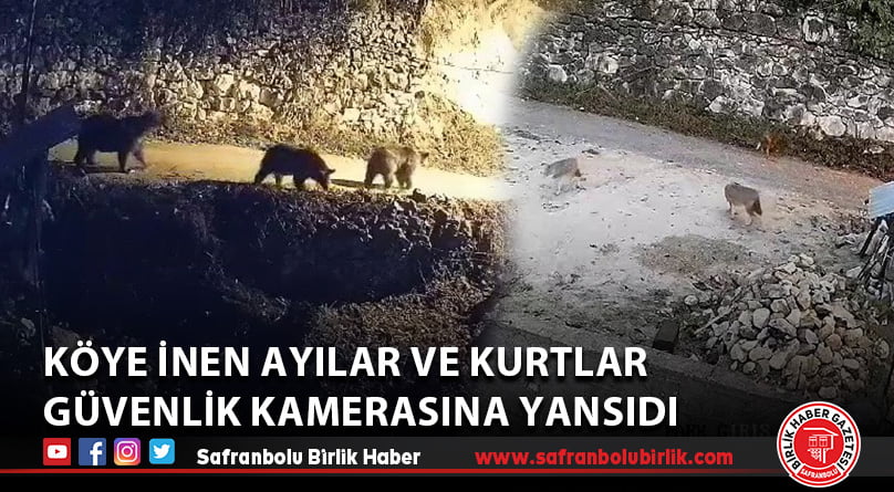 Köye inen ayılar ve kurtlar güvenlik kamerasına yansıdı