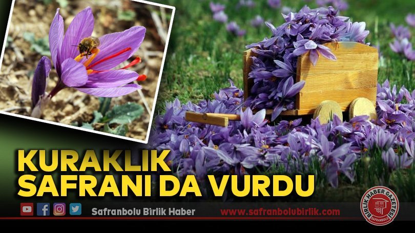 Kuraklık Safranı da vurdu