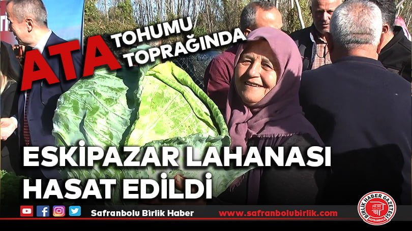 Eskipazar lahanası hasat edildi
