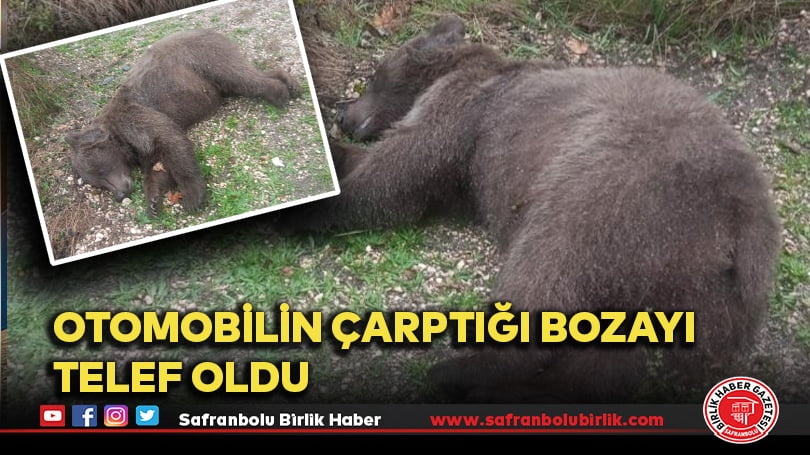 Otomobilin çarptığı bozayı telef oldu