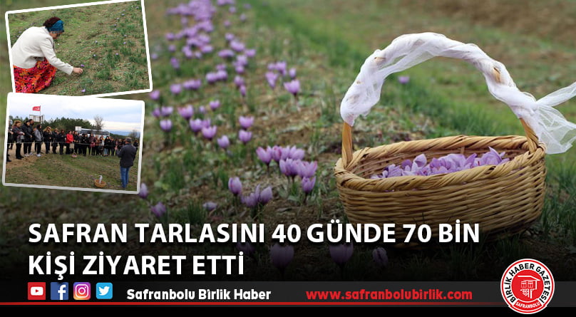 Safran tarlasını 40 günde 70 bin kişi ziyaret etti