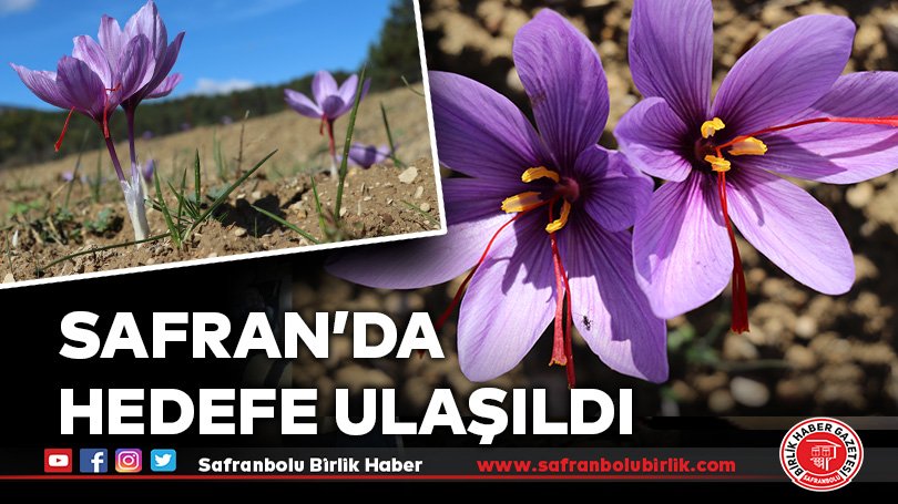 Safranbolu’da Safran üretimindeki hedefe ulaşıldı