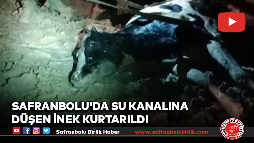Safranbolu’da su kanalına düşen inek kurtarıldı