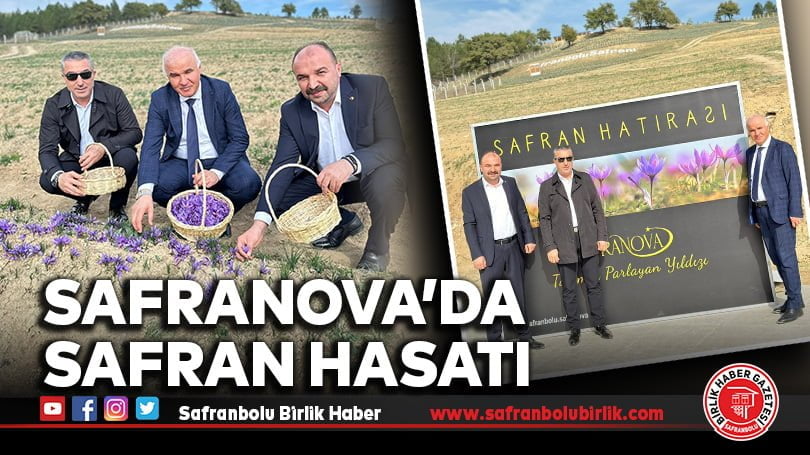 Safranova’da Safran Hasatı