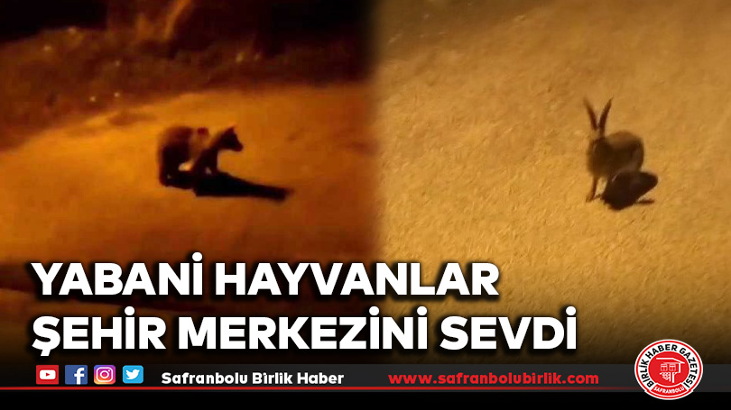 Yabani hayvanlar şehir merkezini sevdi
