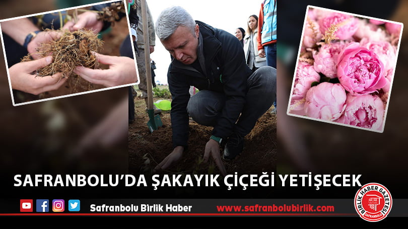 Safranbolu’da Şakayık Çiçeği Yetişecek