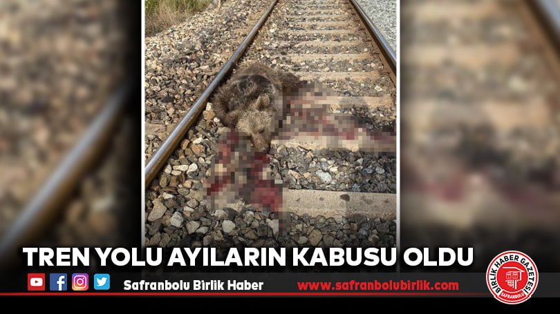 Tren yolu ayıların kabusu oldu